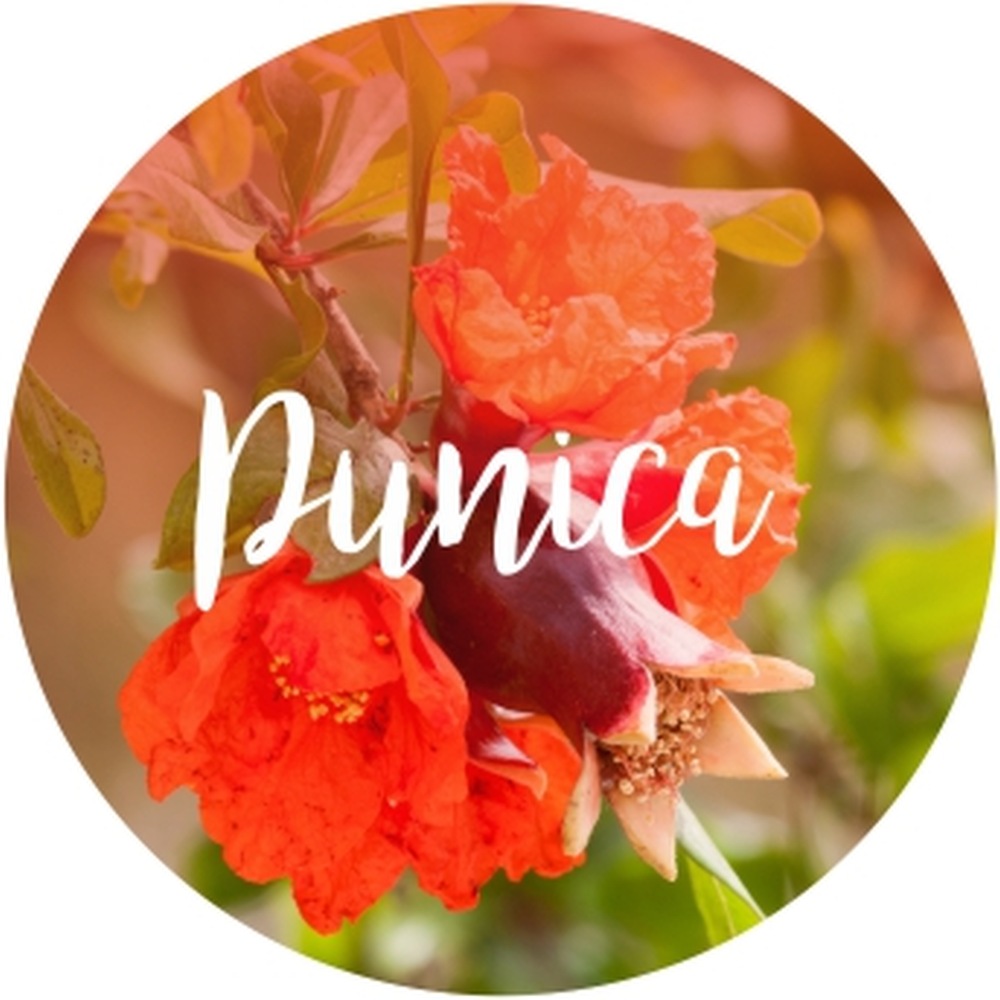 Button Punica